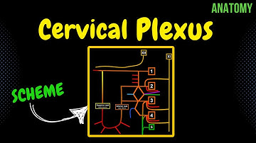 Cervical Plexus (EASY Scheme) | Anatomy