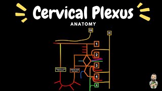 Cervical Plexus - Anatomy