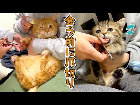 猫同士の対面前の爪切り！どっちがお利口にできるかな？【マンチカン】