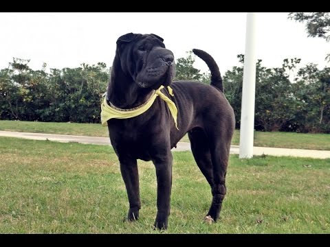 Video: Suav Shar-Pei Aub Yug Hypoallergenic, Noj Qab Haus Huv Thiab Lub Neej Span