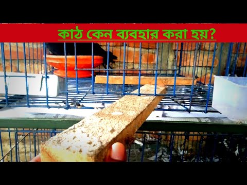 ভিডিও: কাঠ কবুতরের মলত্যাগ কি বিপজ্জনক?