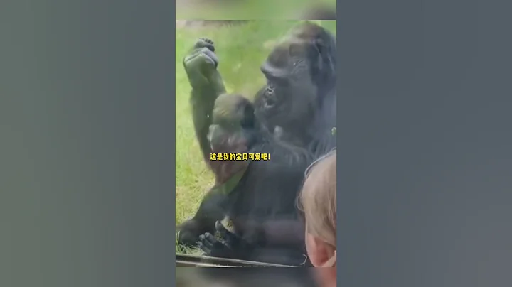 人类妈妈把自己宝宝给大猩猩看，没想到大猩猩也把自己的幼崽抱来给人类炫耀#shorts #新闻 #热点 #热点新闻 - 天天要闻