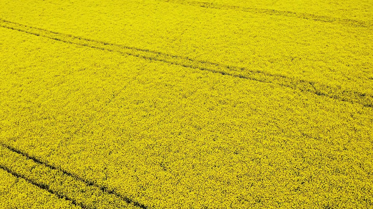 Flower Background Video Effects HD : Spring Field Yellow Flowers 4K Video