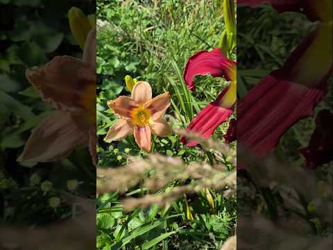 День Дачника 🌞 С Праздником 🌻🌱🌺🎉#праздник #интересно #сад #огород #дача #позитив #ок #блогер #жизнь