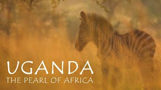 Traveling Uganda: fascinating nature, wildlife and culture