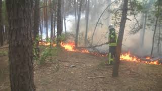 видео Вогонь – загроза для лісу