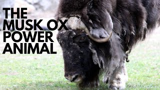 The Musk Ox Power Animal