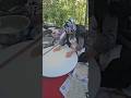 TurkishGozleme(stuffedFlatbrea),#trending#ytshorts#viralvideo#