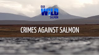 Enforcement: Crimes Against Salmon - Our Wild Salmon Series | Fisheries Management Scotland