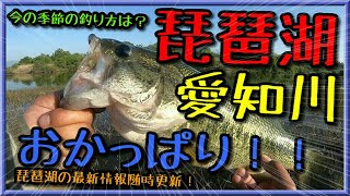 【琵琶湖バス釣り】今絶頂期を迎えた琵琶湖愛知川でオカッパリ！琵琶湖バスフィッシング今回は北湖東岸河川でおかっぱりバス釣りトップで粘るもそう何度も出ない…ランガンルアーチェンジの末なんとかデカバスゲット