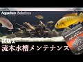 流木レイアウトで黄ばんだ熱帯魚水槽の水をクリアにするには→家にあるもので対応する/活性炭はいろんなアイテムに入っている【アクアリウムメンテナンス】