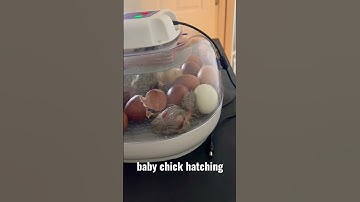Baby chick hatching #shorts