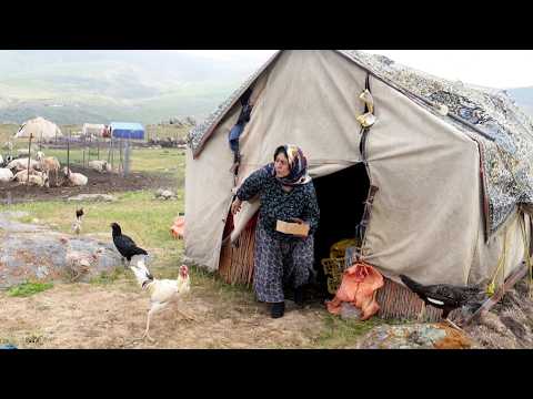 A Tiny Puppy, a Newborn Lamb & the Sweetest Nomadic Life in Iran 🐶🐑