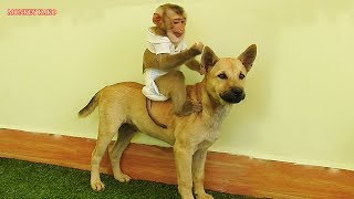 Baby Monkey Kako Try To Hug And Ride On Puppy Momo