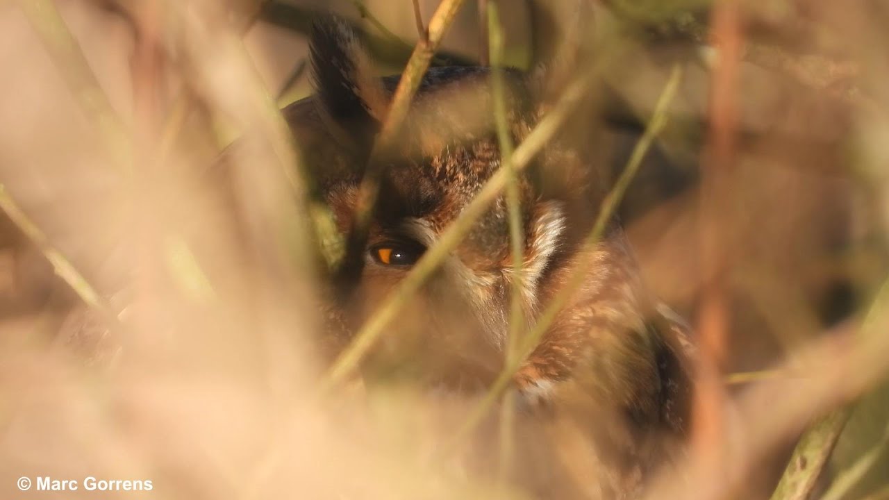 Bijna onmogelijk om deze rustende Ransuil te vinden in het struikgewas Viersels Gebroekt 28 jan 2022