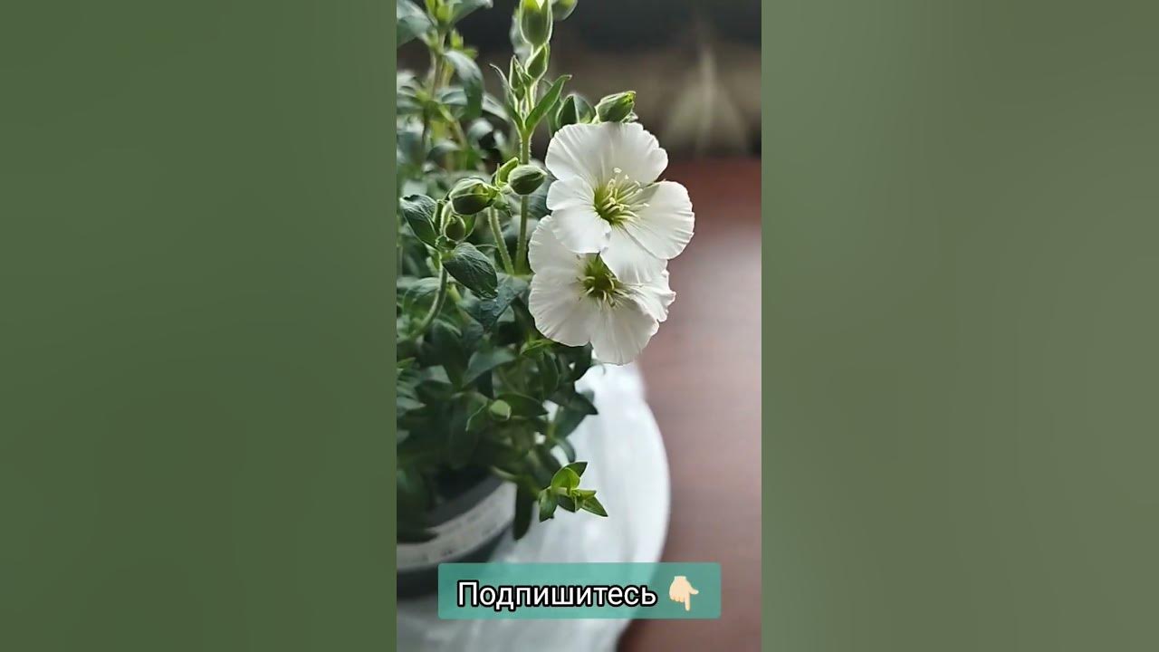 Купила новое растение на дачу. Аренария (песчанка) - красивый ...