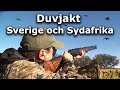 Duvjakt i Sverige och Sydafrika (Pigeon hunting in Sweden and South Africa)