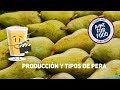 Producción y tipos de pera