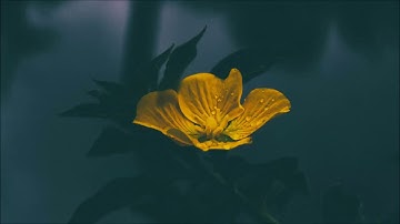 محمد أيوب - من سورة آل عمران (45-59)