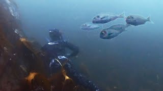 SPEARO LIFE - EPISODE 3 The Golden One (Gilthead Bream Spearfishing)