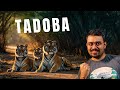 Surprise Sighting @ Tadoba | 2025 | AJINX The Artist