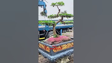 Thanh lý Lộc Vừng Giá Rẻ