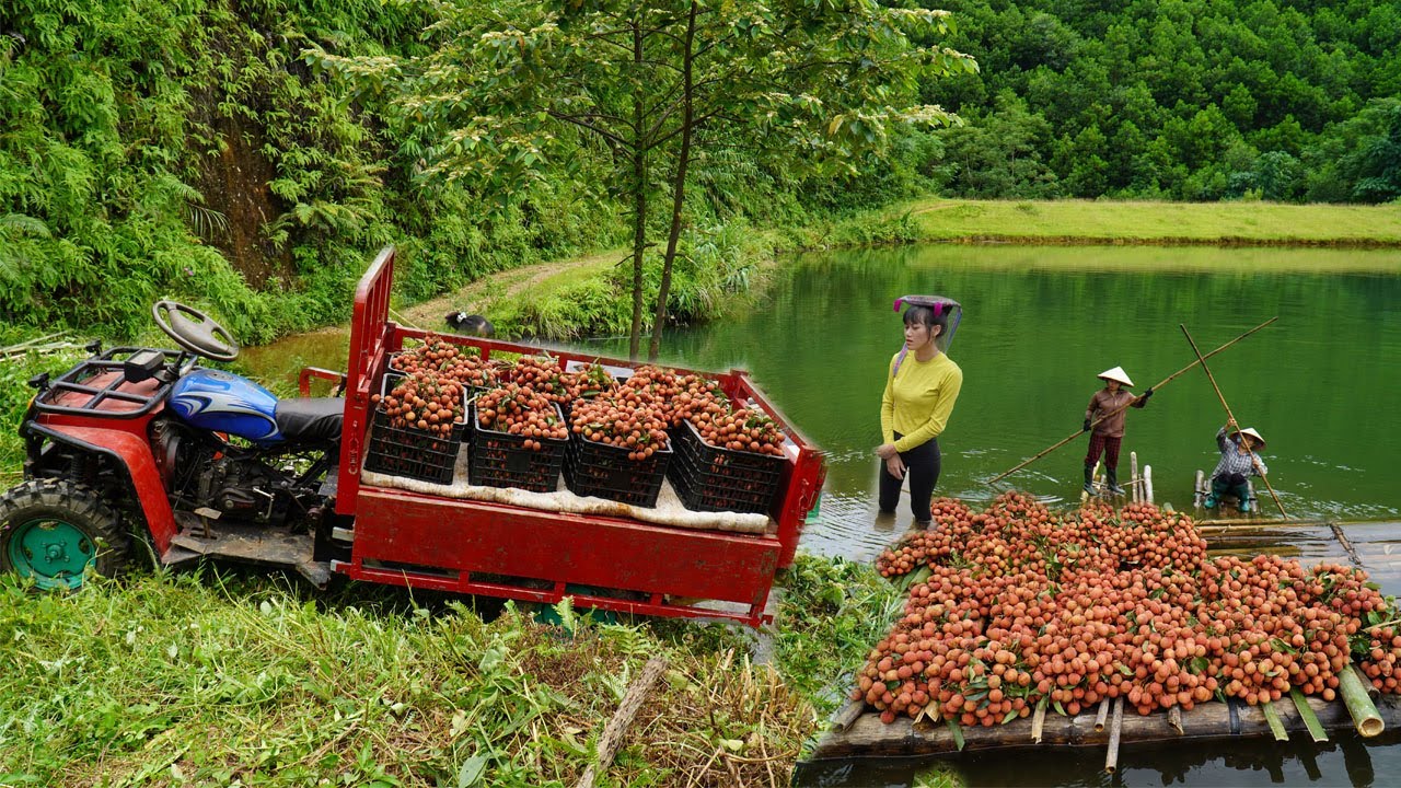 Transporting of thousands of lychees by bamboo rafts to 4-wheel vehicles - Go to the village sell