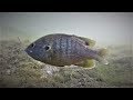 UNDERWATER BLUEGILL + FIGHT