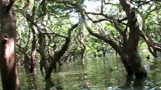 Water Forest