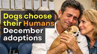 Download Lagu When Dogs Choose Their Humans — Adoption Moments MP3