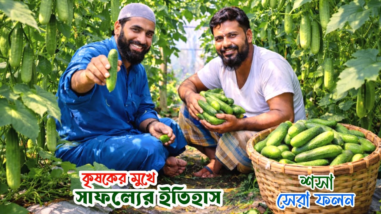 শসা চাষের বাম্পার ফলন | কৃষকের মুখে সাফল্যের ইতিহাস  |  sosa chas poddhoti | শসা চাষ পদ্ধতি
