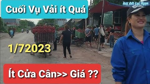 Giá Vải Thiều Lục Ngạn Cuối Vụ Làm Bà Con Buồn Quá l Núi Đồi Lục Ngạn