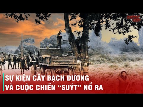 Video: Cây bạch dương là gì?