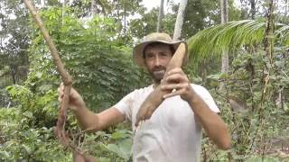 Tapioca / Cassava - Super Easy to Grow  Here In Kerala India - Here is How!