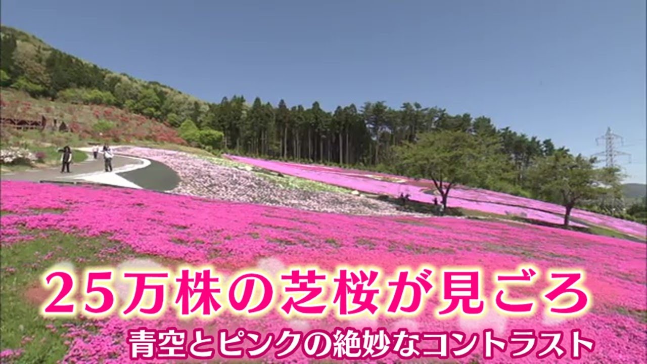 ジュピアランドひらたで芝桜が見ごろ 一面にピンク色のじゅうたんが