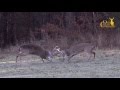 Best monster buck fight at oak creek