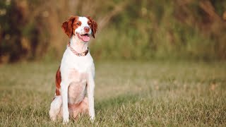 Unbelievable Tricks Performed by Brittany Dogs