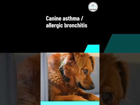 Vidéo: Bronchite allergique canine