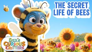 The Secret Life of Bees 🐝 | Dax's Curious Critters