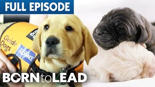 From Puppies To Guide Dogs | Born To Lead Episode 1 | Bondi Vet