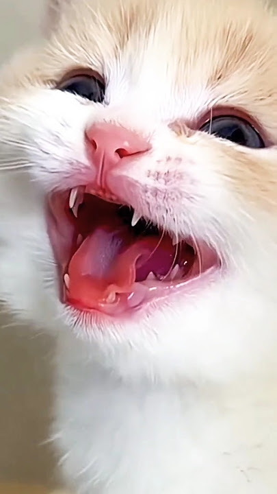 #miao#miao #cat