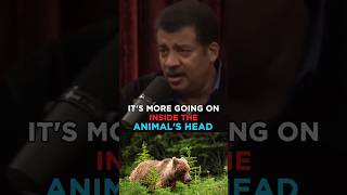 Neil deGrasse Tyson about intelligent Grizzly Bear! #joerogan #physics #shorts #podcast #science