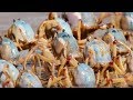 Une armée de crabes envahit une plage - ZAPPING SAUVAGE