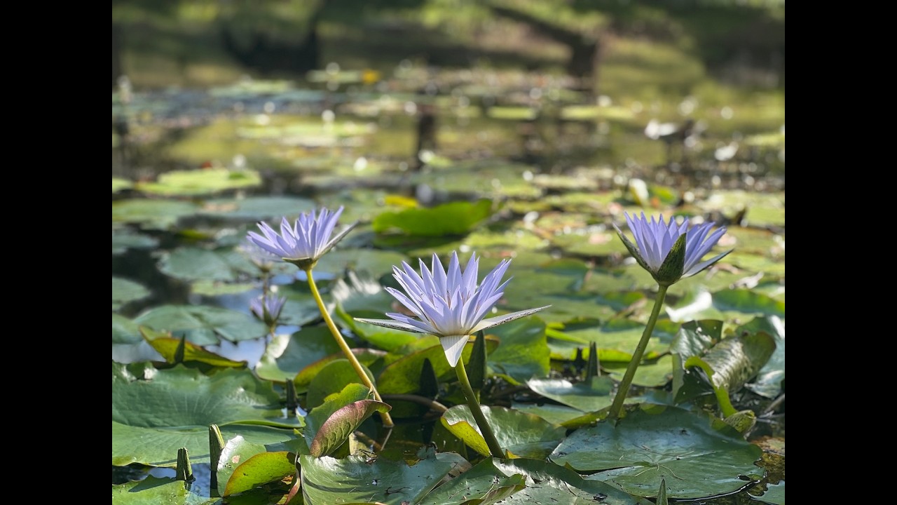 BLUE LOTUS Dream through me