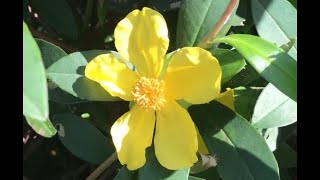 Griffith Spring Fest Costa's Tips - Ground Covers and Climbers