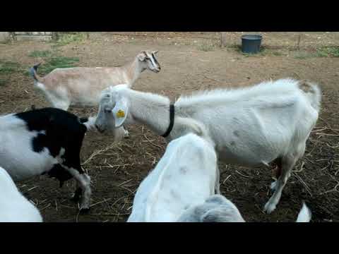 Video: Кандай күзгү козу карындарды кургатса болот