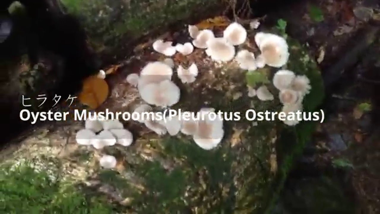 Edible Oyster Mushrooms Cooking キノコ狩り Forager Japan ヒラタケ味噌汁 Youtube