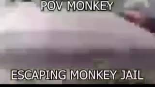 POV MONKEY