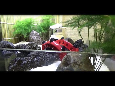 アクアテラリウム 日本庭園風 Aquaterarium Japanese Garden Youtube アクアテラリウム 日本庭園風 Aquaterarium Japanese Garden Youtube