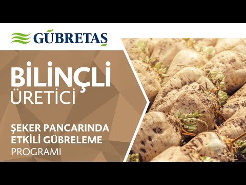 Video: Pancar Besleme Talimatları - Pancar Bitki Gübresi Ne Zaman ve Nasıl Uygulanır